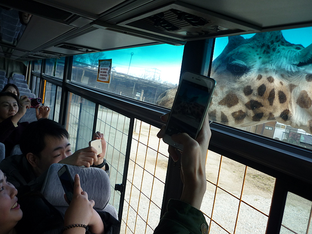 一日目の那須サファリパークでは、バスの中から、間近に動物を見ることができました。「すっごーい！」

